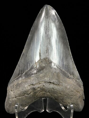 Megalodon Tooth - Serrated Blade #60488
